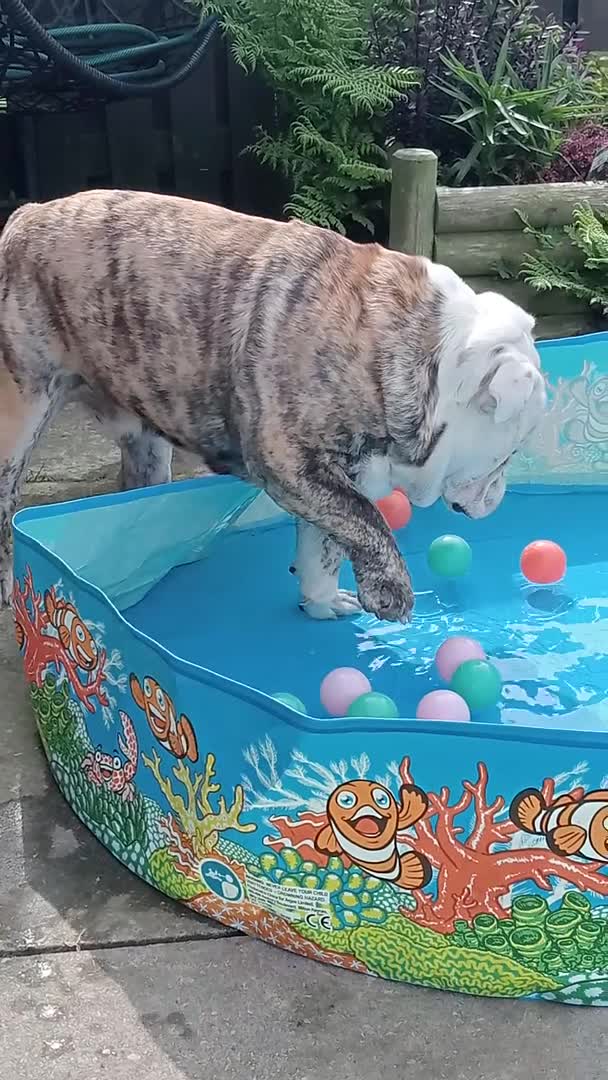 English Bulldog dogs for stud: For Stud: Alfie (Trindle) PROVEN in Brighouse - Video 1