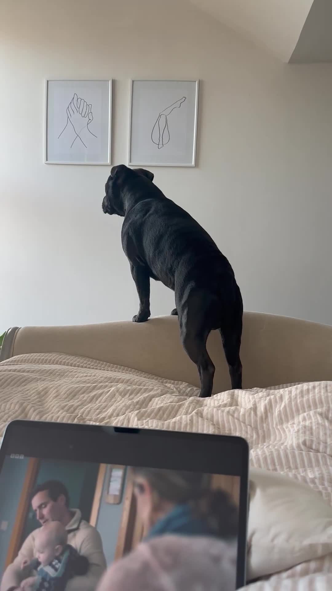 Staffordshire Bull Terrier dogs for stud: Blue Staffordshire Bull Terrier for Stud in Dundee - Video 1