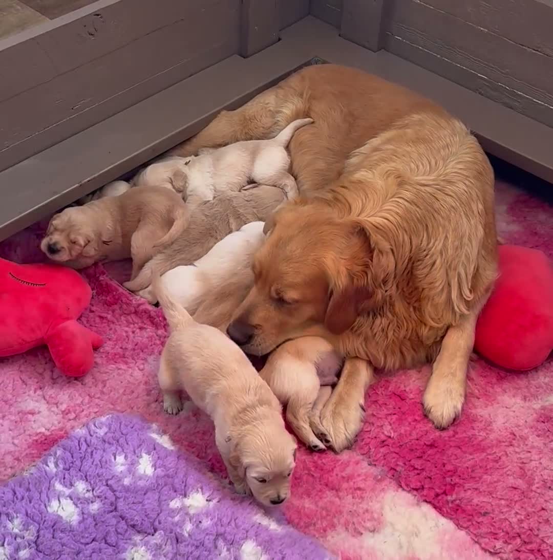 Golden Retriever dogs for sale: Golden Retriever Puppies - Video 4