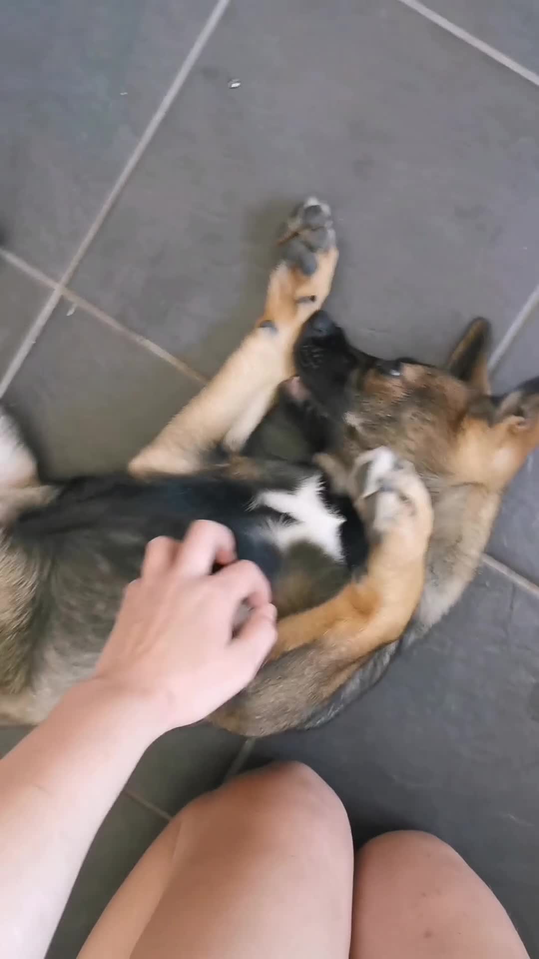 Mixed Breed dogs for sale: Shollie puppy female (German Shepherd Collie mix) - Video 1