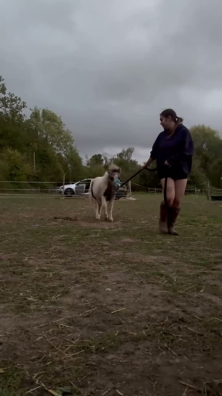 Shetland pony horses for sale: 7 months old colt  in Reading - Video 1