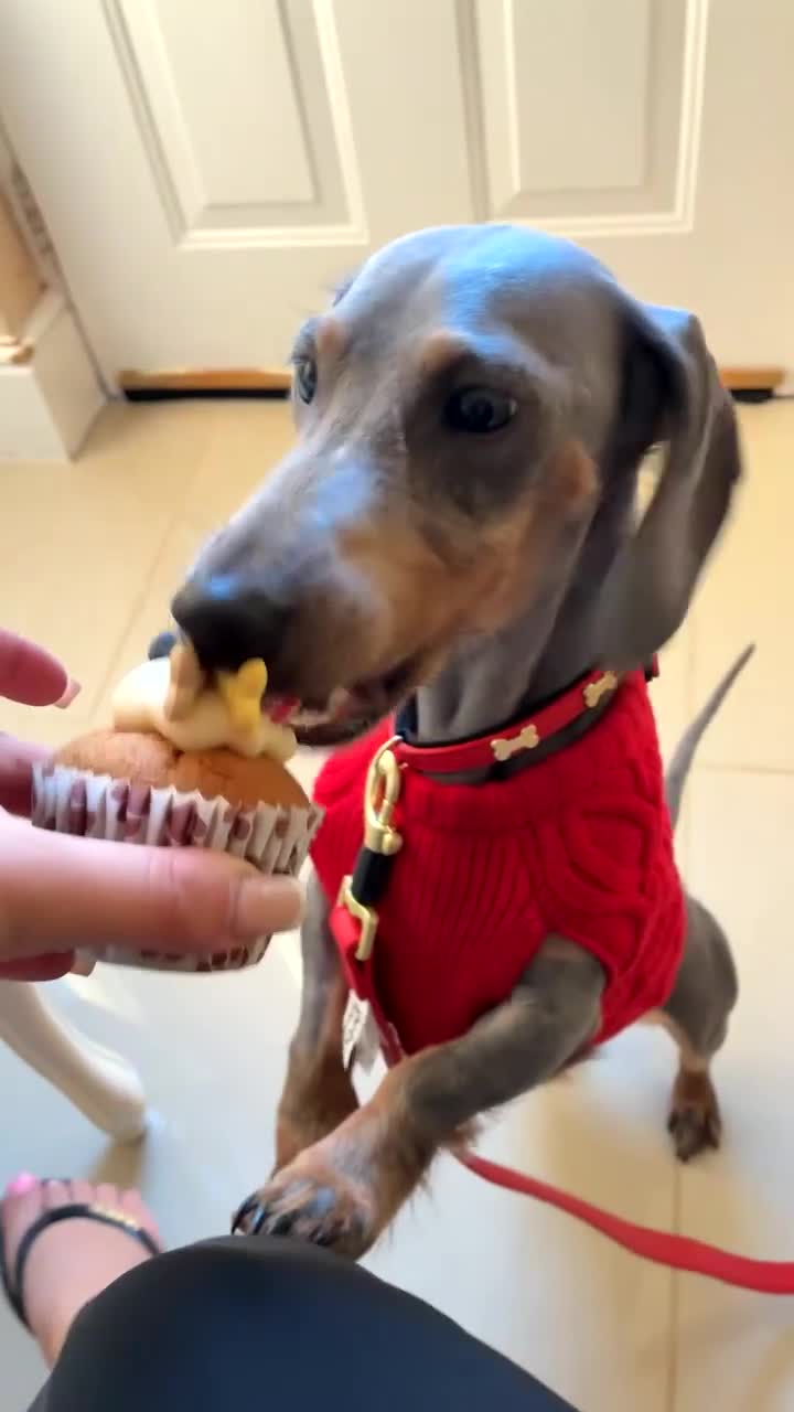 Miniature Dachshund dogs for sale: Miniature Dachshund Puppies - Video 1