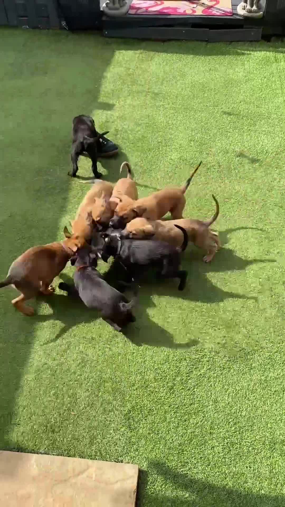 Mixed Breed dogs for sale: Mixed pup READY NOW - Video 2
