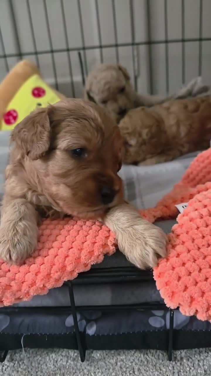 Cavapoochon dogs for sale: Beautiful F1B Toy Cavapoochon Puppies - Video 2
