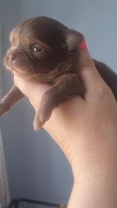 Chihuahua dogs for sale: Beautiful chocolate long coat chihuahuas - Video 2