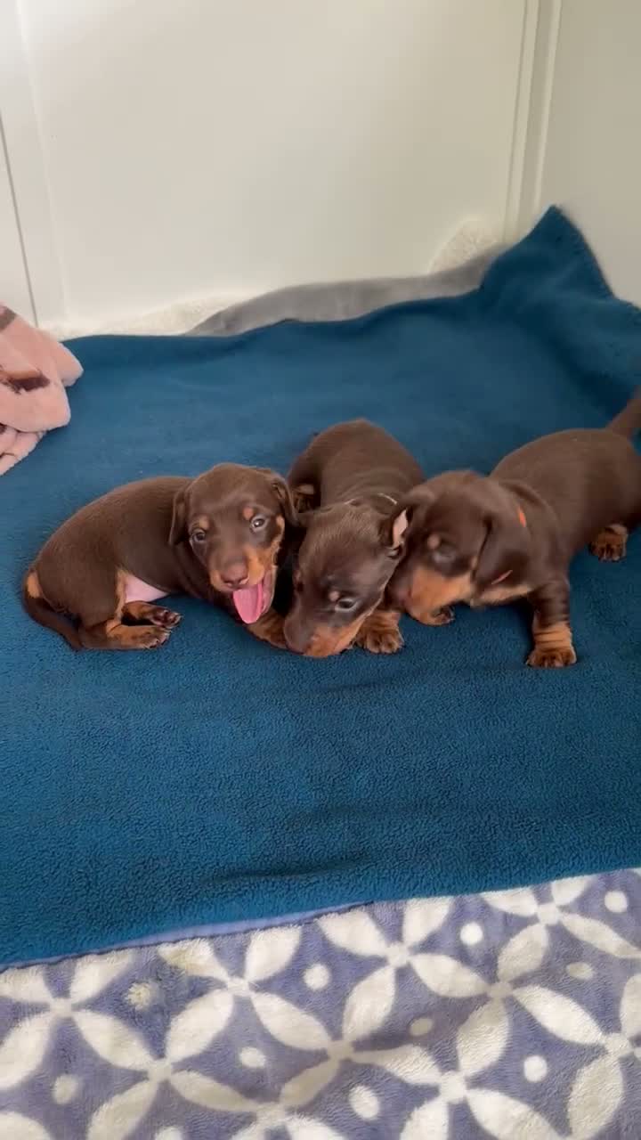 Miniature Dachshund dogs for sale: KC Registered Quality Mini Dachshunds - PRA Clear - Video 1