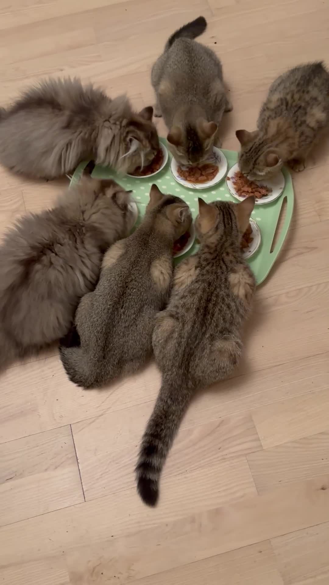 British Shorthair cats for sale: Pedigree British Shorthair  - Video 1