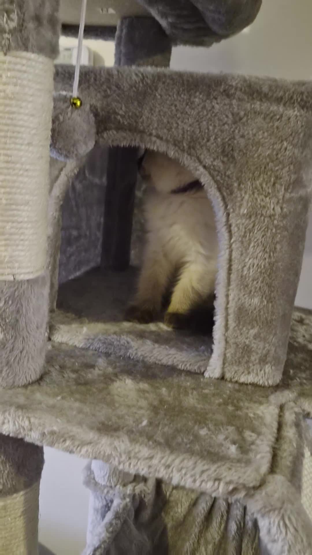 Ragdoll cats for sale: Stunning Ragdoll Kittens seal and mink seal point  - Video 1