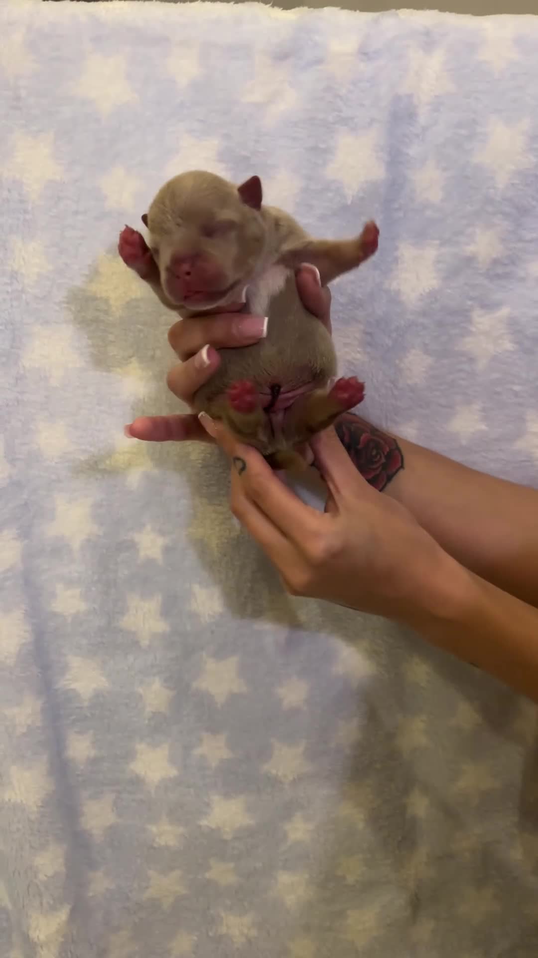 American Bully dogs for sale: Miniature micro bully puppies - Video 3