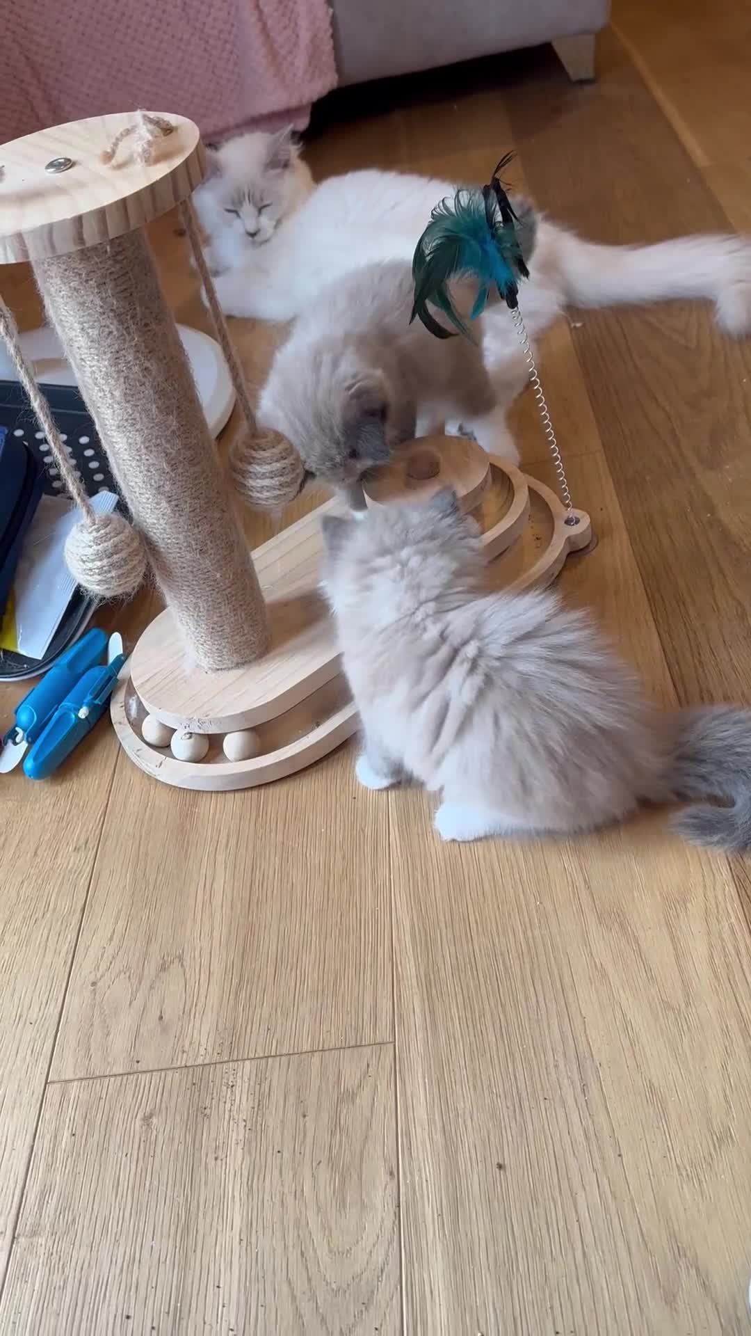 Ragdoll cats for sale: Cute Chocolate Ragdolls Ready Now - Video 3