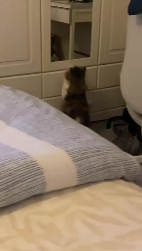 Persian cats for sale: Cute Lazy Persion Boy - Video 2