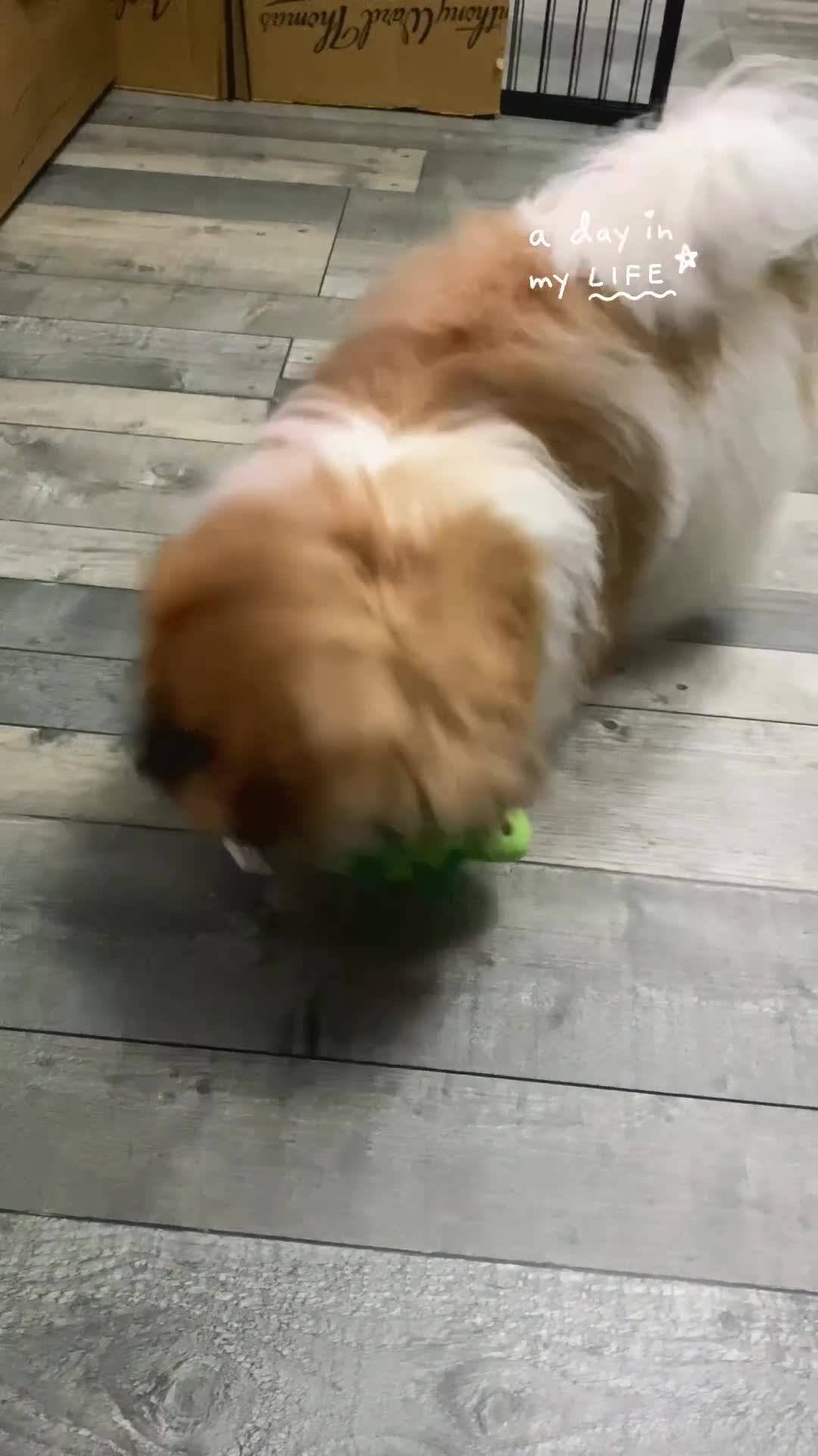 Shih Tzu dogs for sale: Shih tzu - Video 1