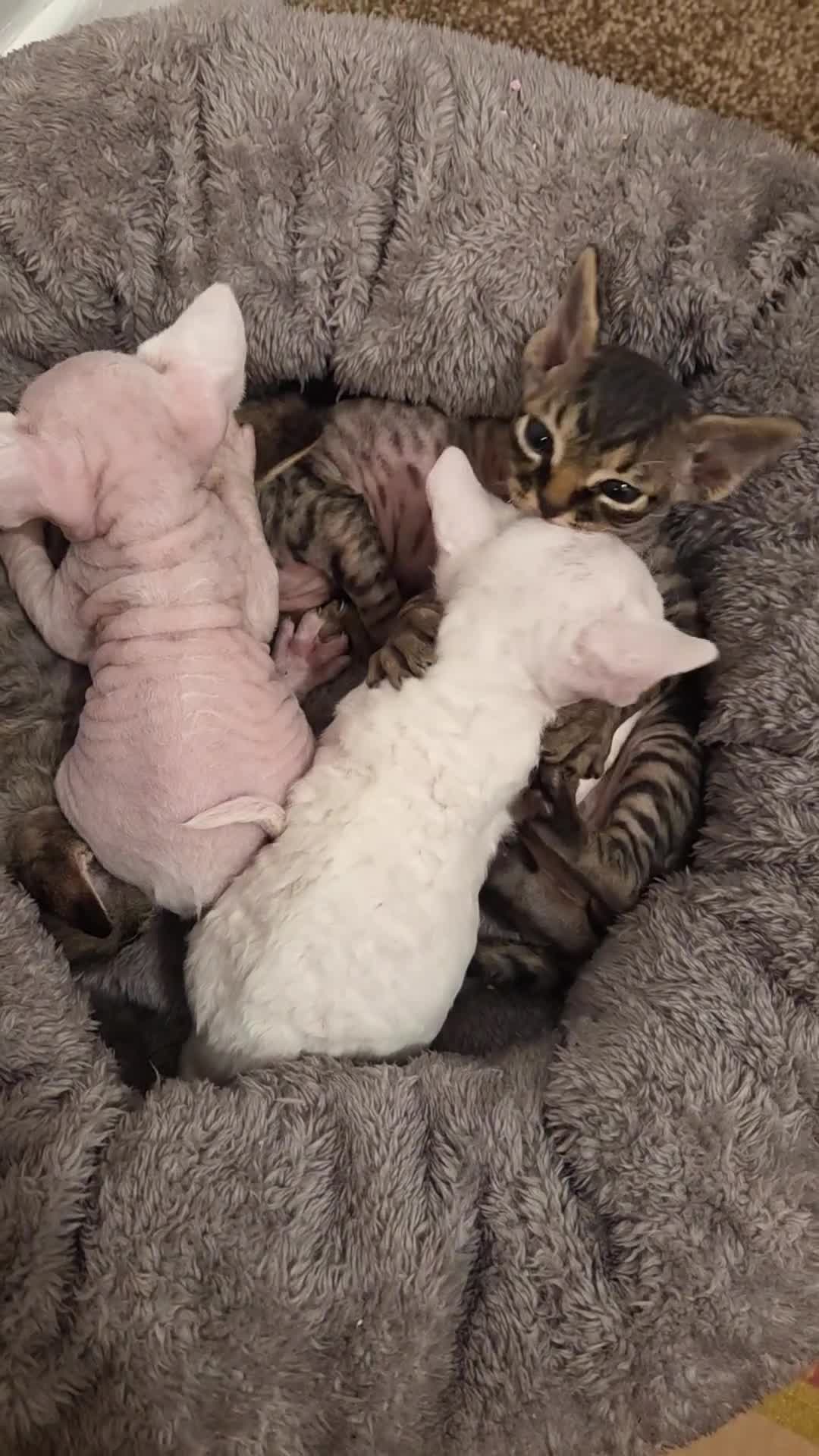 Devon Rex cats for sale: ✨ Beautiful Devon Rex Kittens – GCCF Registered ✨ - Video 1