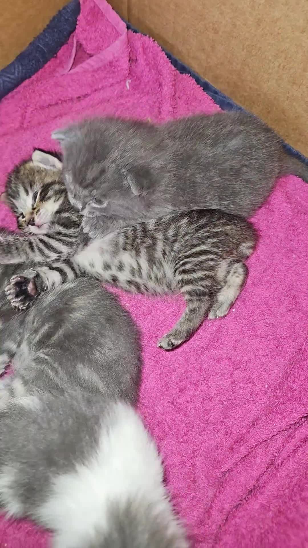 Mixed Breed cats for sale: Grey Kittens🐾🤍 - Video 2