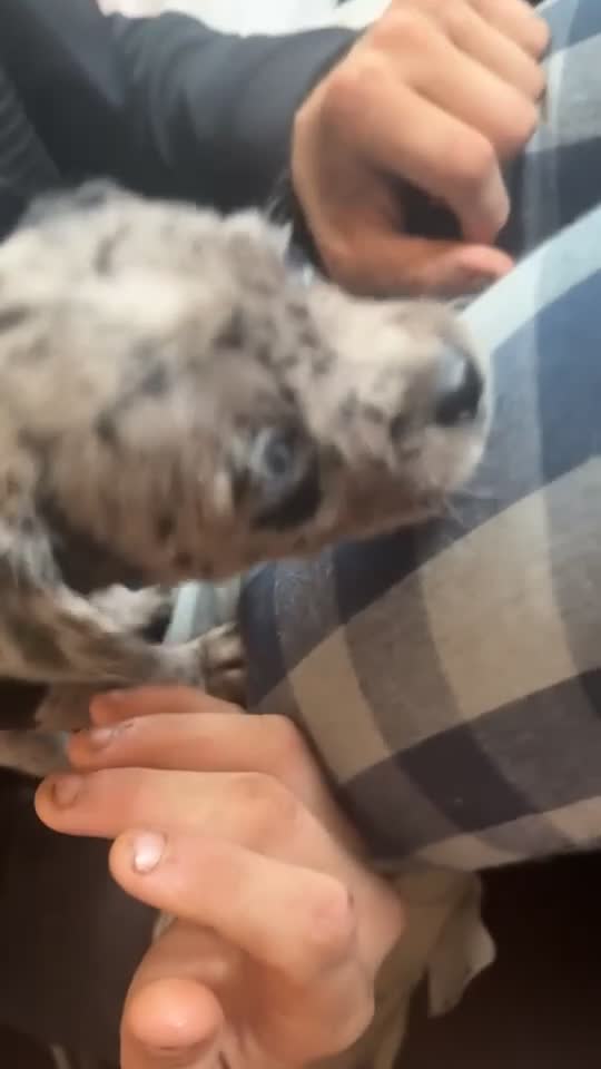 Mixed Breed dogs for sale: Teddy Terrier Bulldog - Video 2