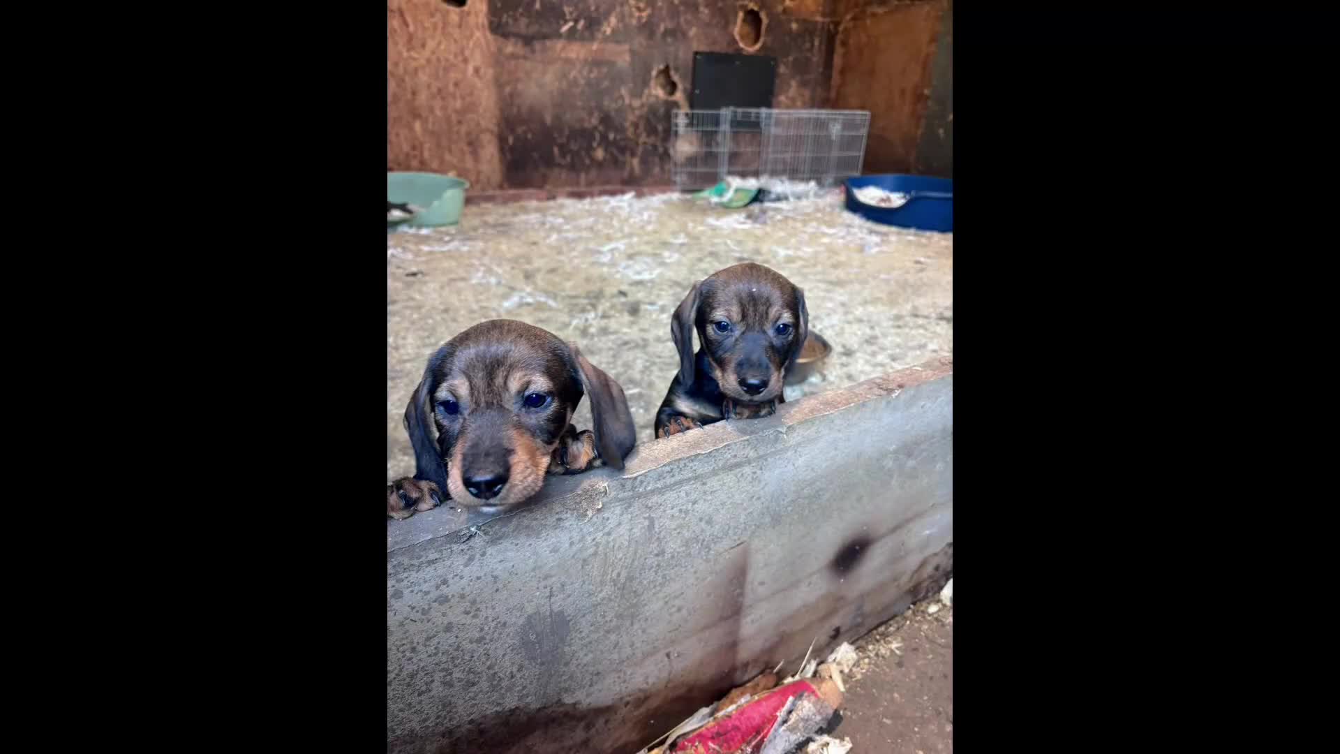 Dachshund dogs for sale: Wire haired dachshund (teckle) - Video 1