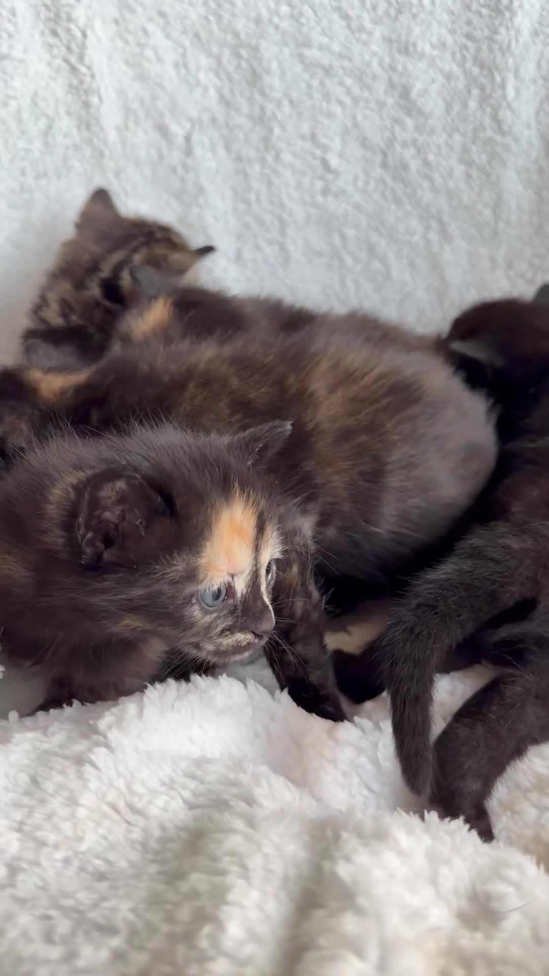 British Shorthair cats for sale: Adorable Marble markings Kittens - Video 1