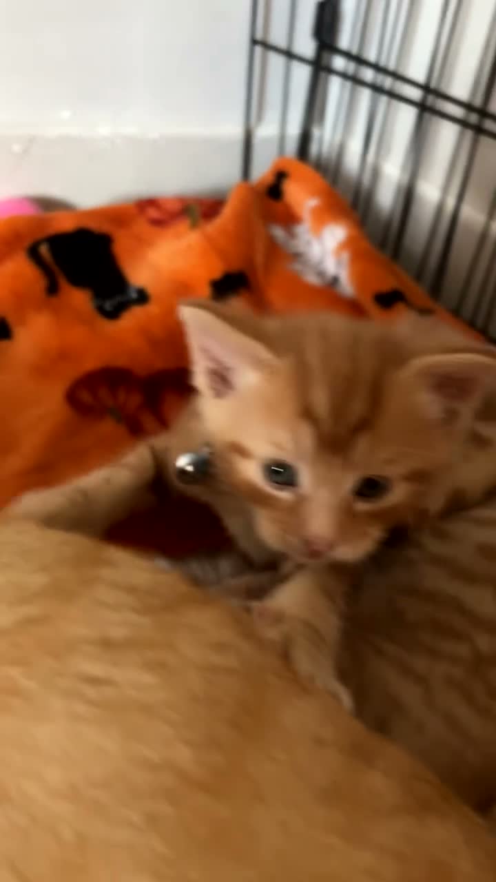 Mixed Breed cats for sale: 3 beautiful ginger kittens looking for 🏡🧡🫶🏻 - Video 1