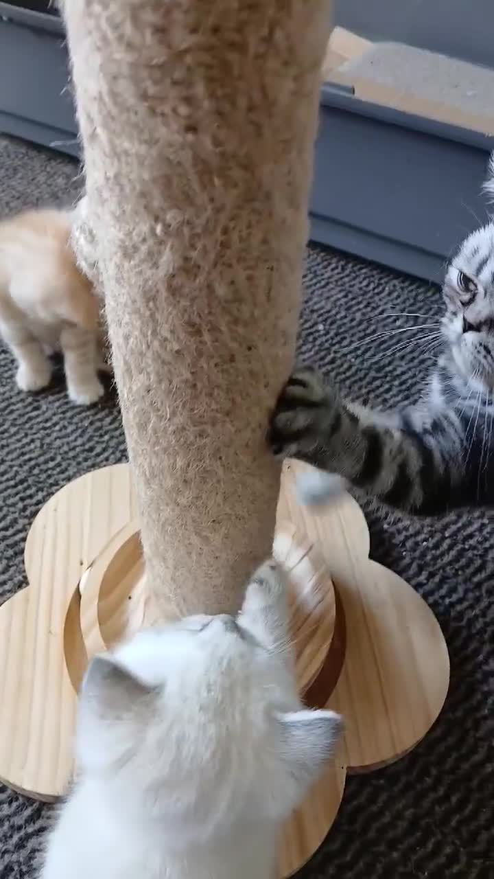 British Shorthair cats for sale: Bsh X Scotish stright kittens. - Video 1