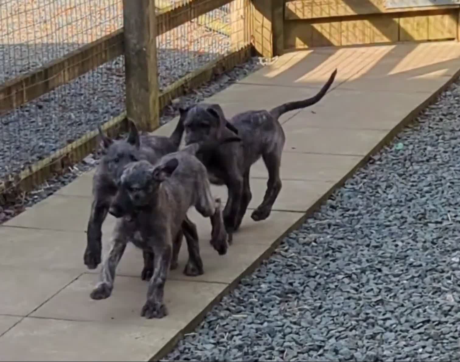 Deerhound dogs for sale: Deerhound/wolfhound pups - Video 1