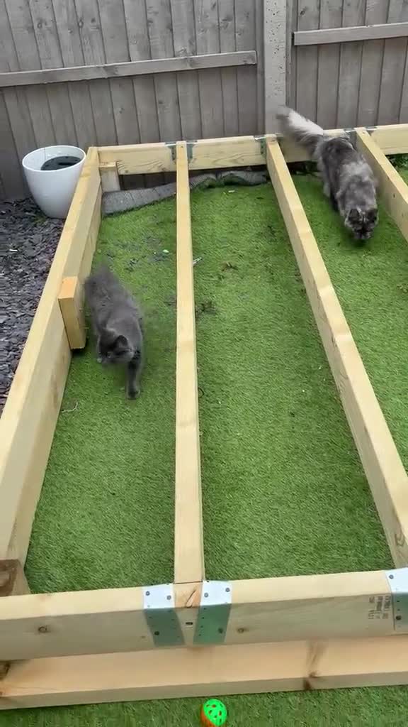 Maine Coon cats for sale: 6 month old main coon kitten in Bristol - Video 1