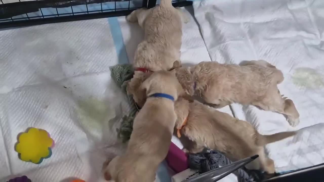 Mixed Breed dogs for sale: Beagle Doodles - Video 1