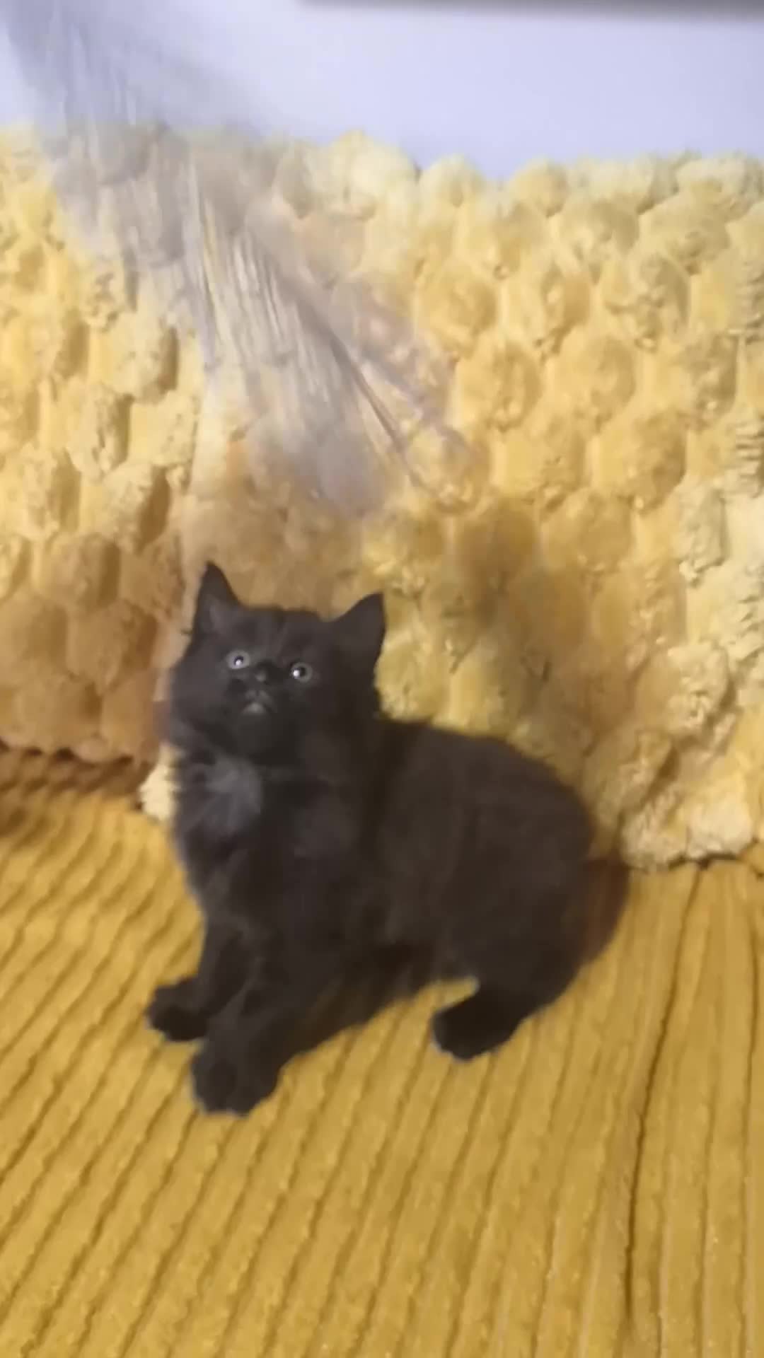 Mixed Breed cats for sale: Half Maine Coon kittens VIDEOS - Video 4