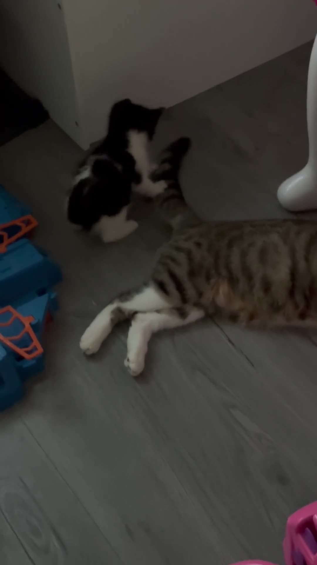 British Shorthair cats for sale: Litter of 5 kittens  - Video 1