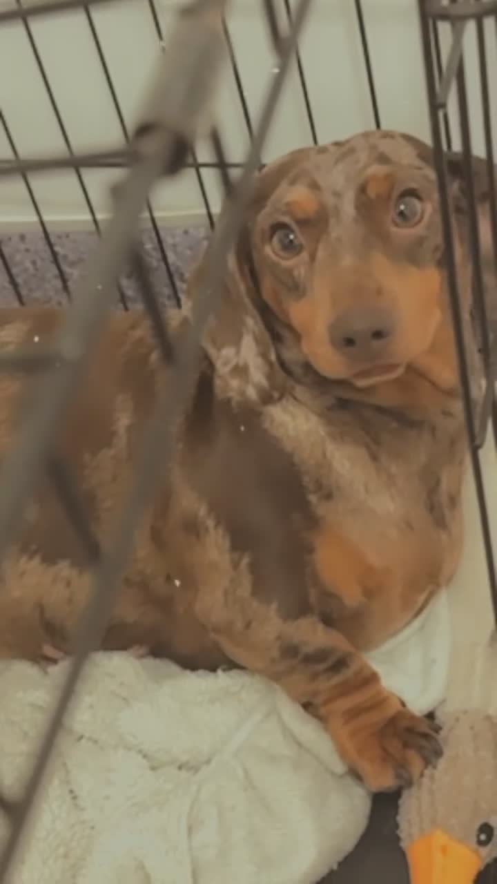 Miniature Dachshund dogs for sale: Female Chocolate tan dapple  - Video 1