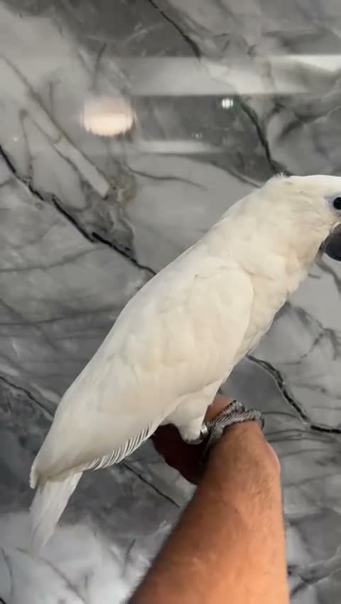 Cockatoo birds for sale: Baby HandReared Super Tame Cuddly Umbrella Cockato in Nottingham - Video 1