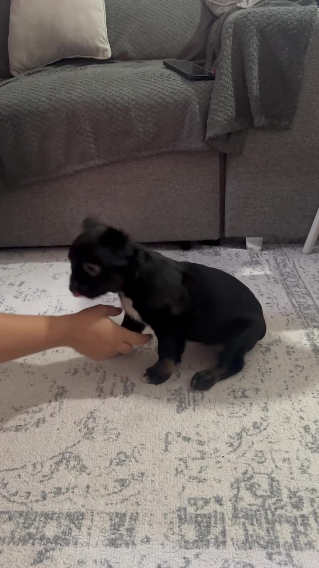 French Bulldog dogs for sale: Price drop! Ready now 2 visual fluffy Girls left!  - Video 2