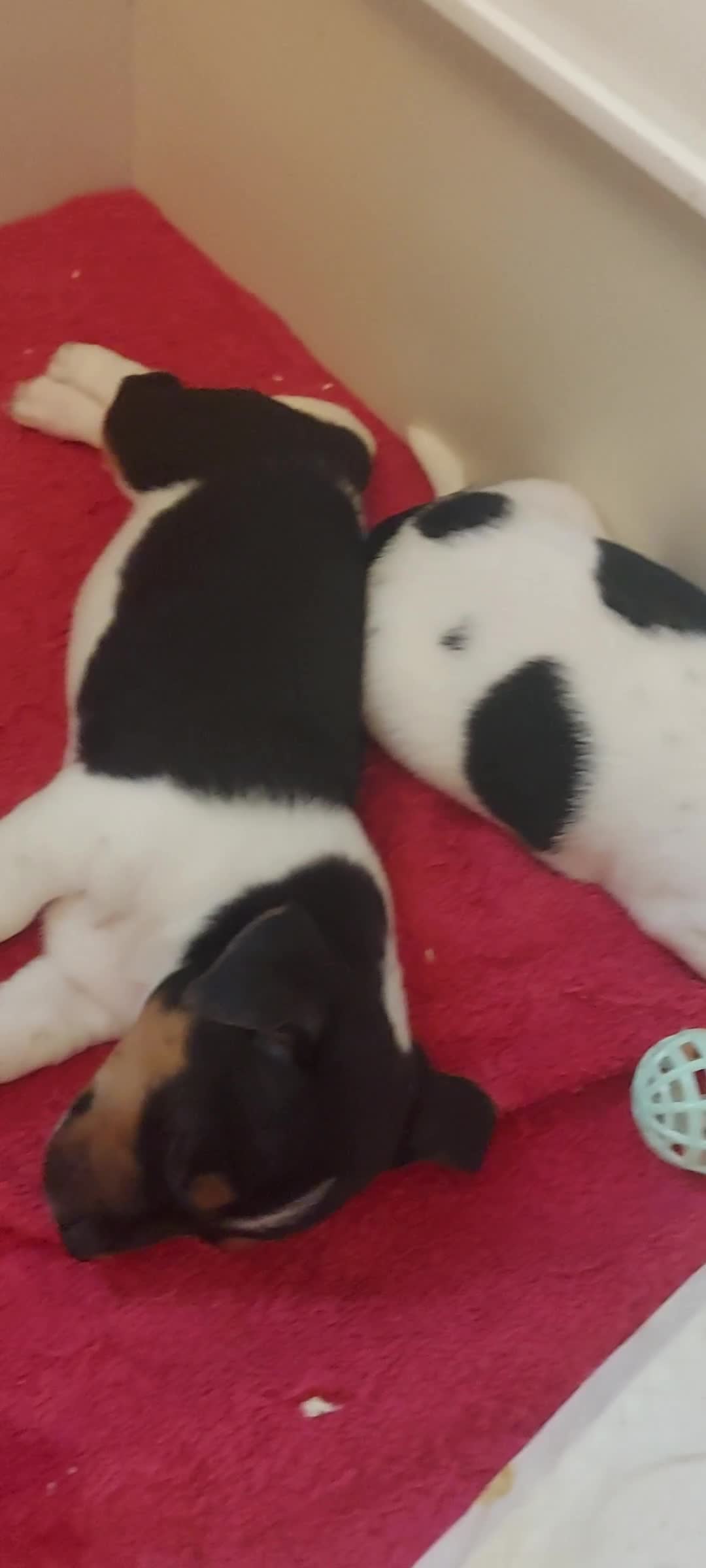 Jack Russell dogs for sale: Jack Russell puppies - Video 2