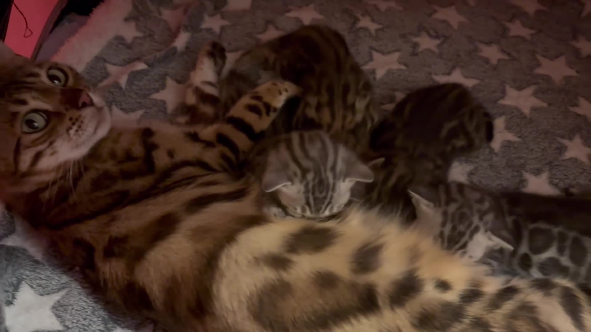 Bengal cats for sale: Beautiful TICA brown and silver Bengal kittens  - Video 3