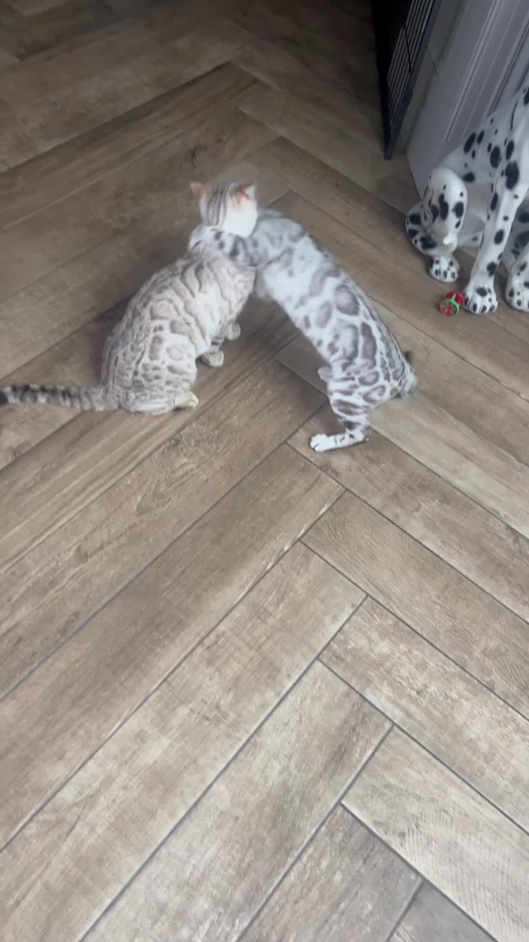 Bengal cats for sale: Top Pedigree Bengal Kittens - Video 1