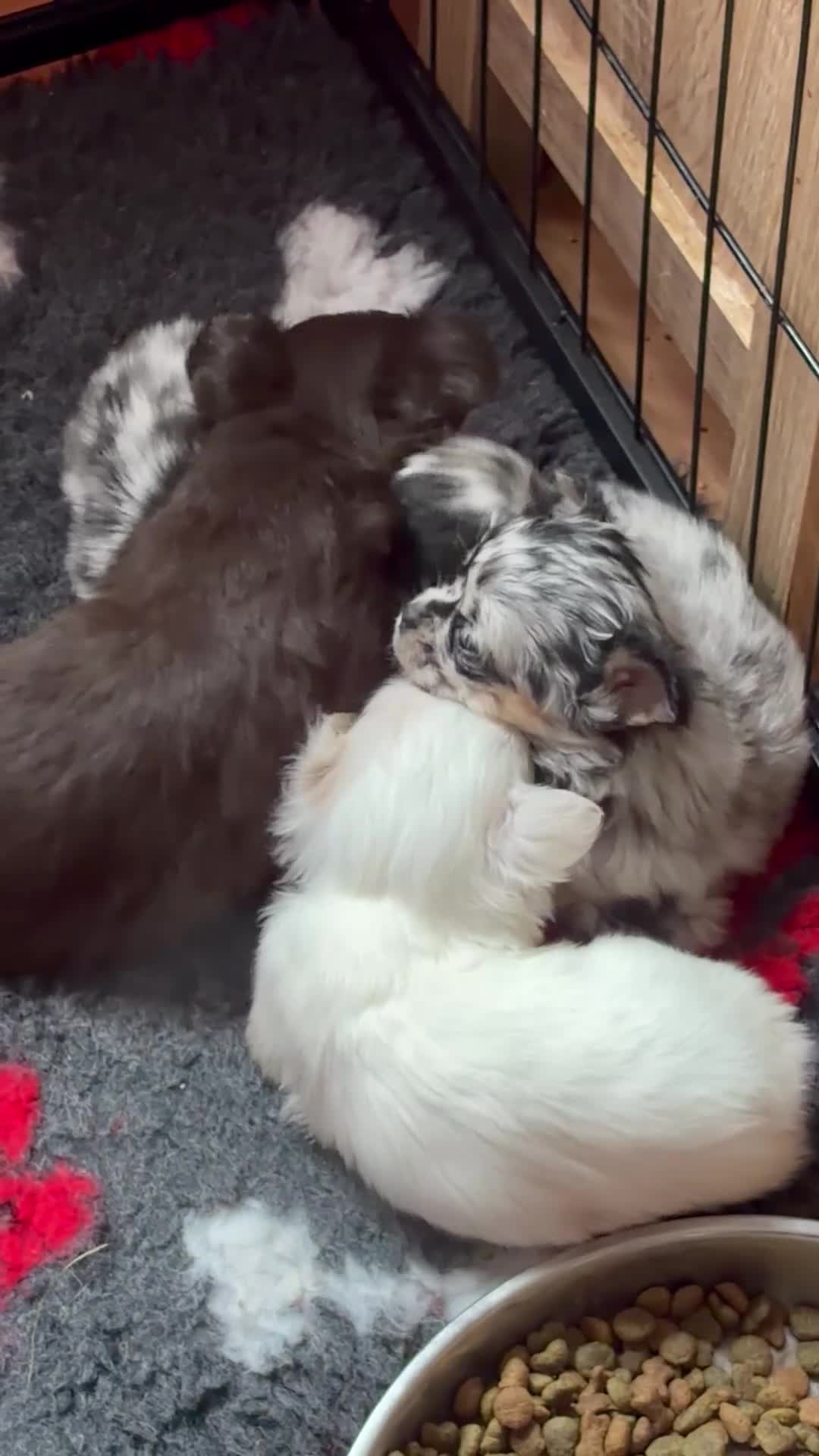 Chihuahua dogs for sale: Last little chocolate boy - Video 3