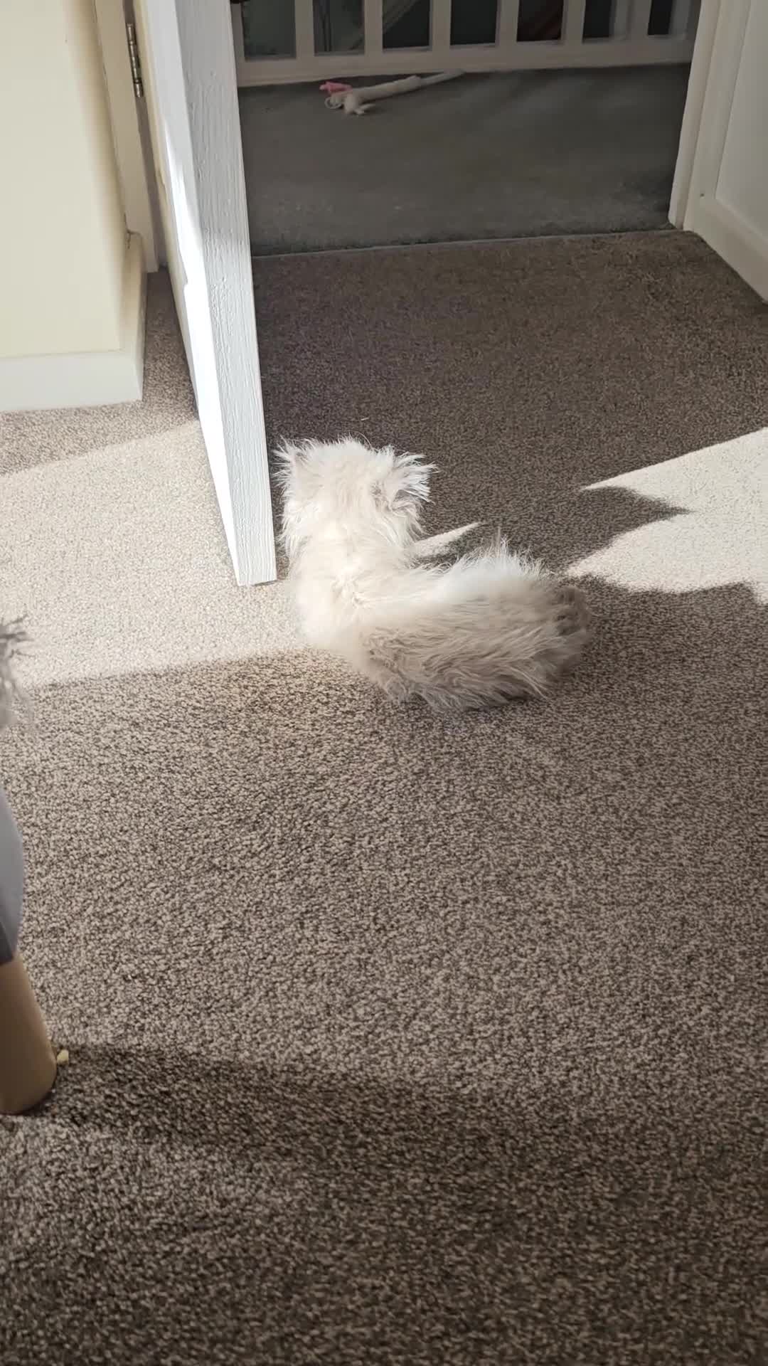 Persian cats for sale: Persian girl kitten  - Video 2