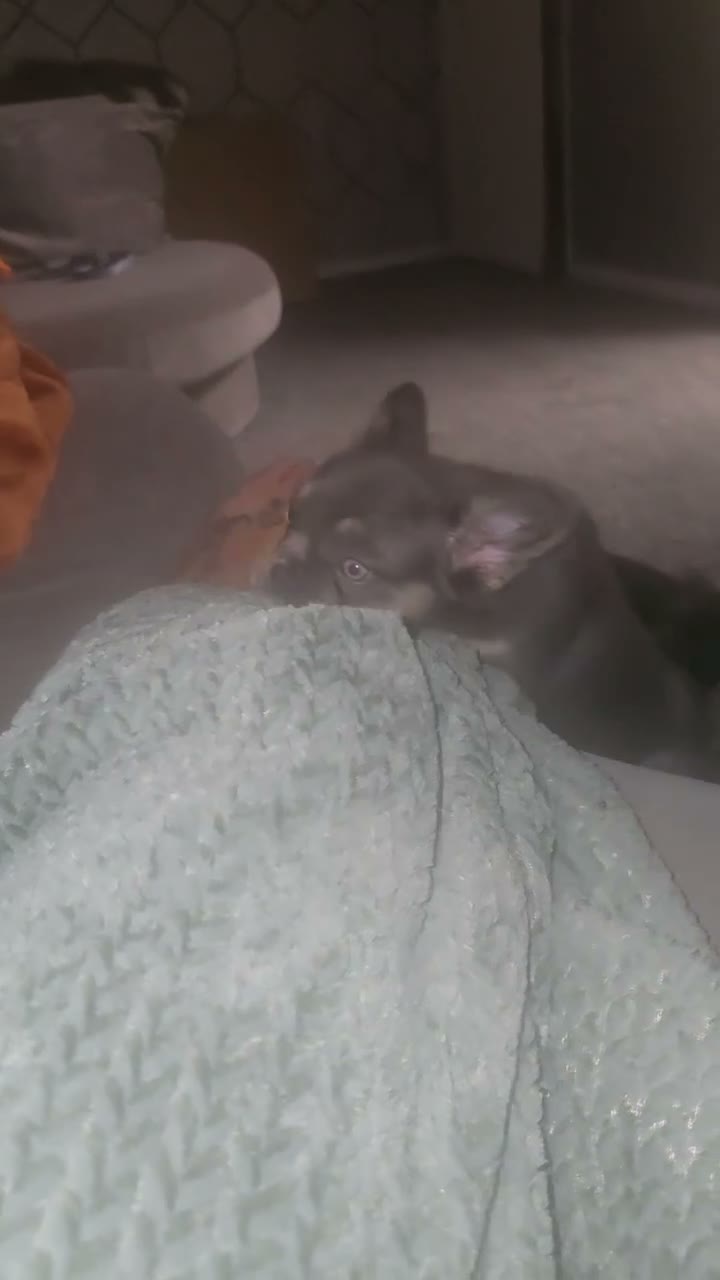 French Bulldog dogs for sale: Kc registered fluffy French Bulldog dog  in Bolton - Video 3