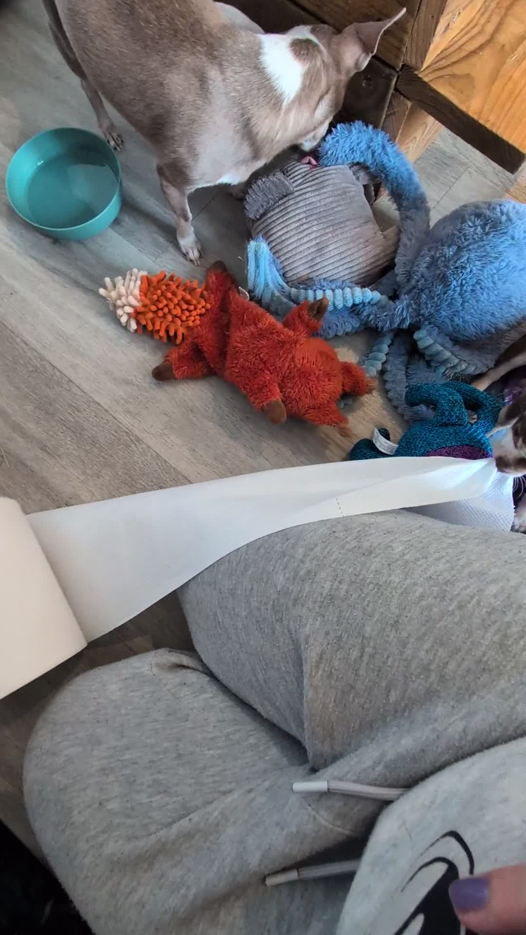 Chihuahua dogs for sale: Chihuahua puppys  in Louth - Video 1
