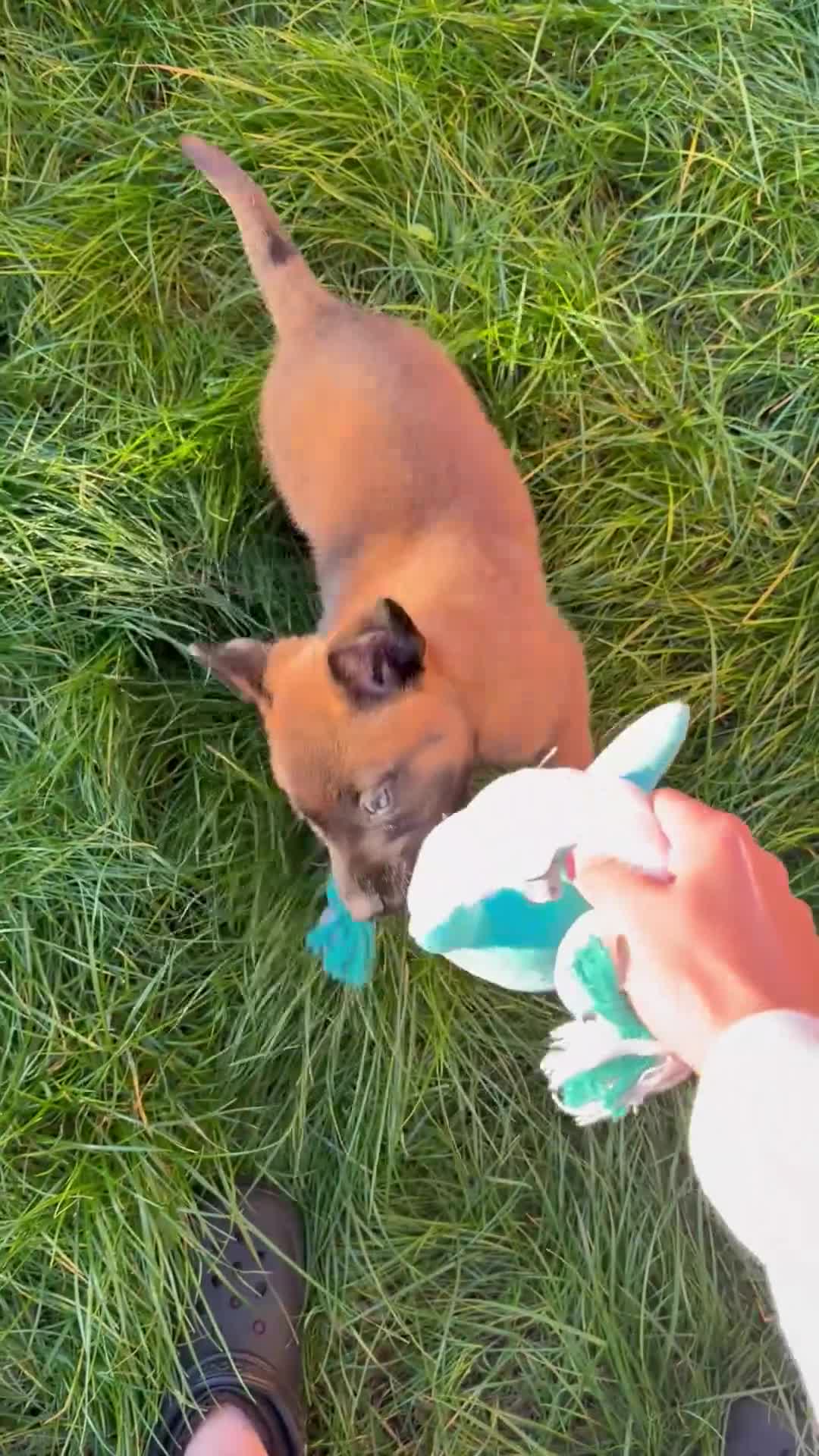 Belgian Shepherd Dog dogs for sale: Female Malinois Puppy - Video 1