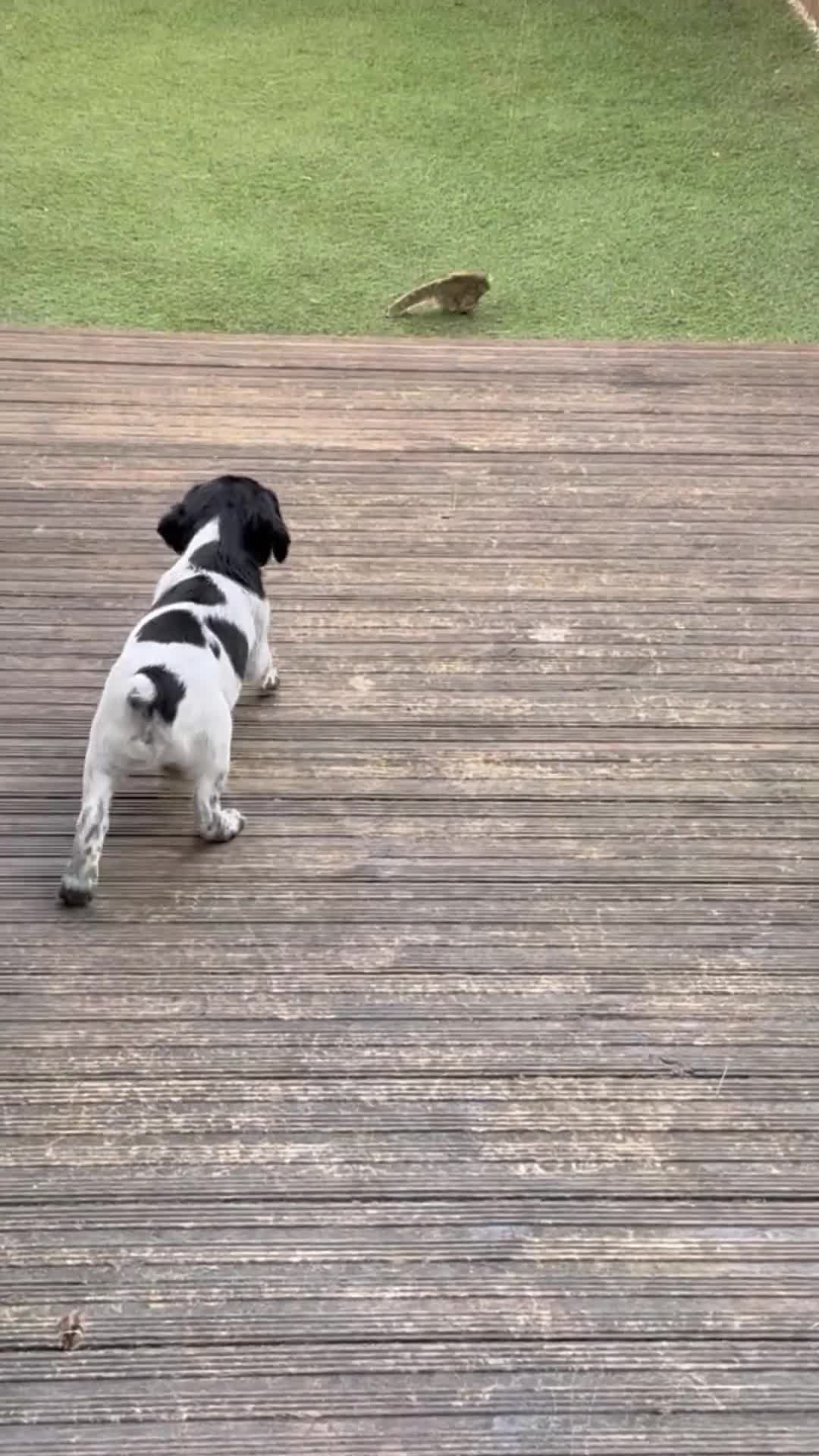 Brittany Spaniel dogs for sale: Brittanys for working homes or active homes - Video 1