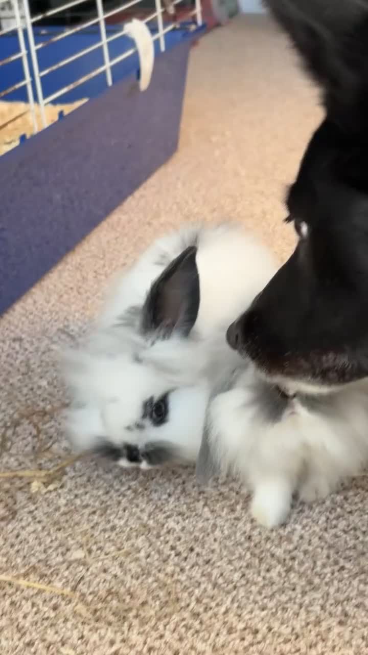 Mini Lion Lop rabbits for sale: Little boy ready for a new home! - Video 1