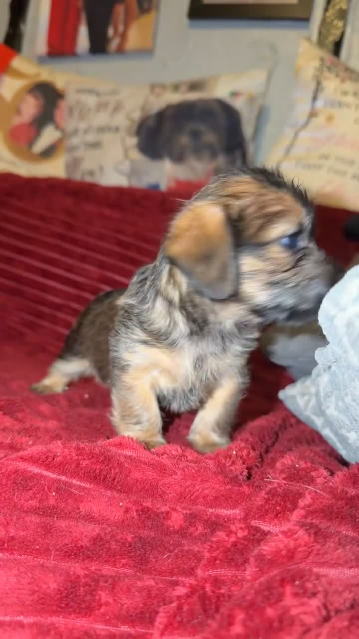 Mixed Breed dogs for sale: Schweenie puppy’s  - Video 2