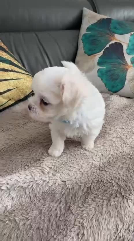 Maltese dogs for sale: 🌟KC STUNNING half-Korean Maltese puppies 🌟 - Video 2