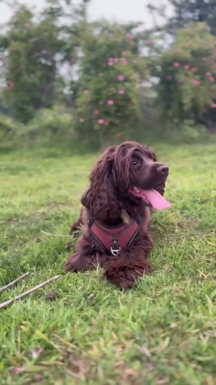 Cocker Spaniel dogs for sale: Cocker spaniel She’s now 5 years old  - Video 2
