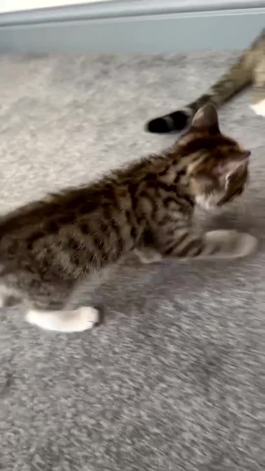 Mixed Breed cats for sale: kittens for sale  - Video 4