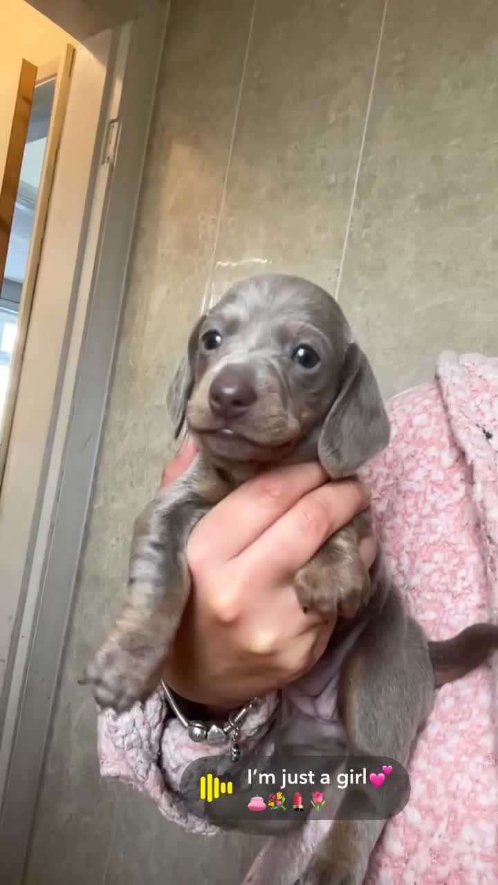 Dachshund dogs for sale: 💗 1 GIRL LEFT 💗 Isabella and tan 👀 🏡  - Video 1