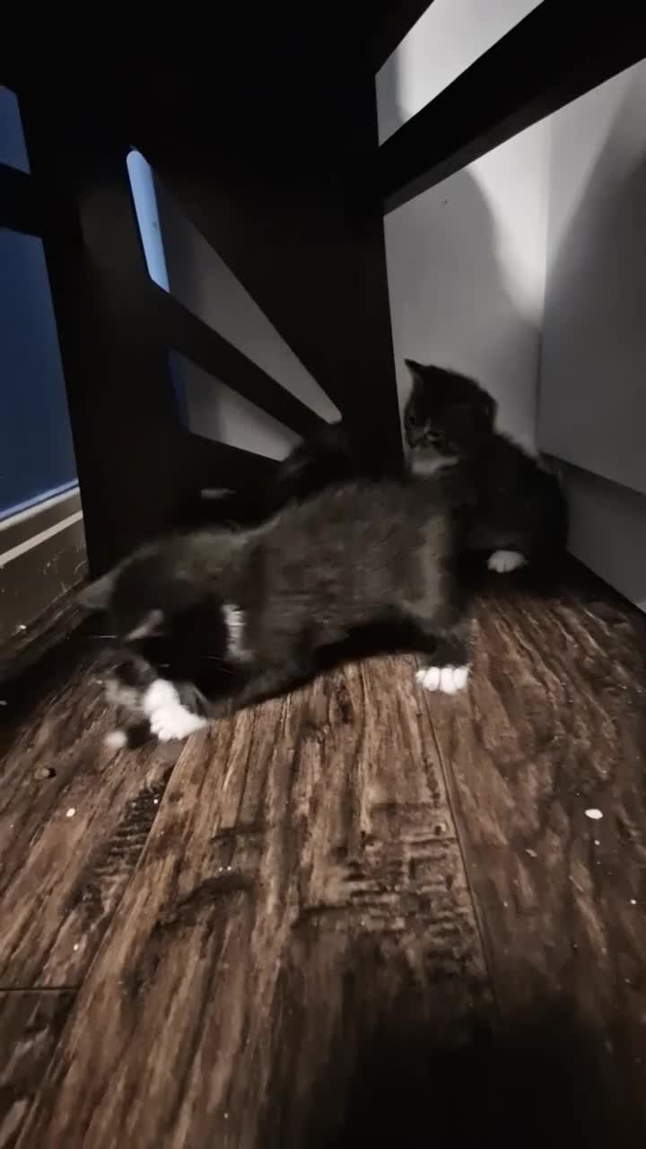 Mixed Breed cats for sale: 💥💥💥Lovly Kittens 💥💥💥 - Video 4