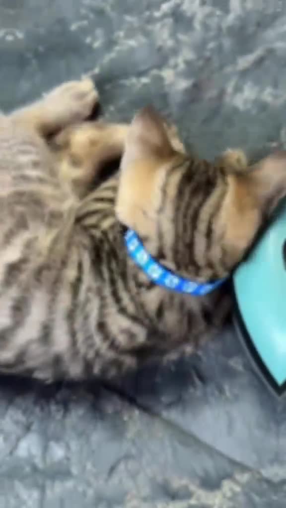 British Shorthair cats for sale: GCCF Registered British Shorthair Chocolate Tabby - Video 1