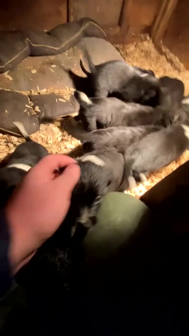 Mixed Breed dogs for sale: Cocker x collie puppies  - Video 1