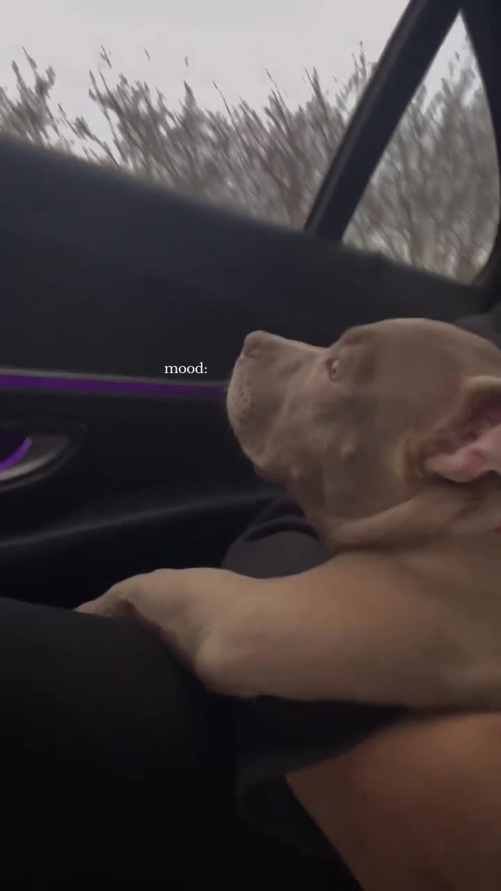 American Bully dogs for sale: Nova - Beautiful 1-Year-Old American Pocket Bully - Video 2